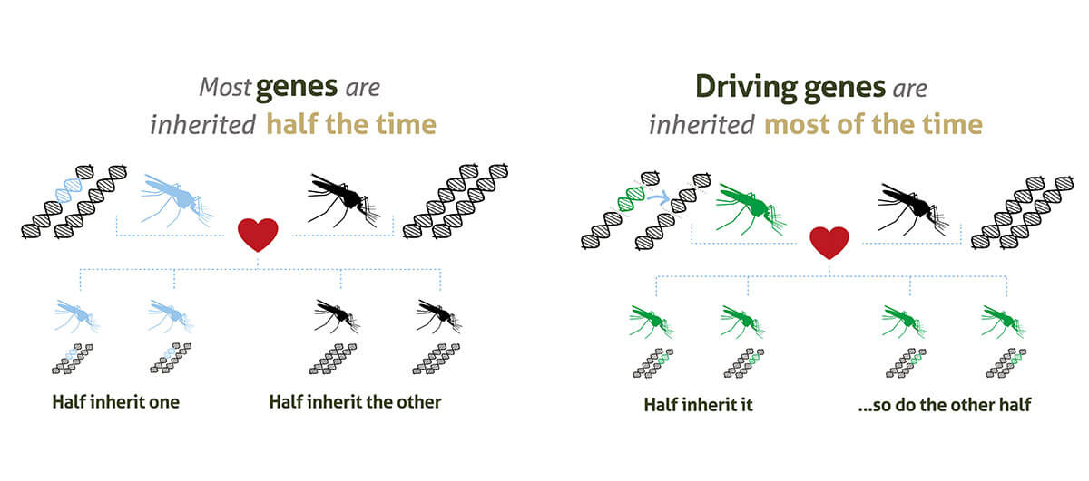 Gene-Drive_infographic-banners-04-1