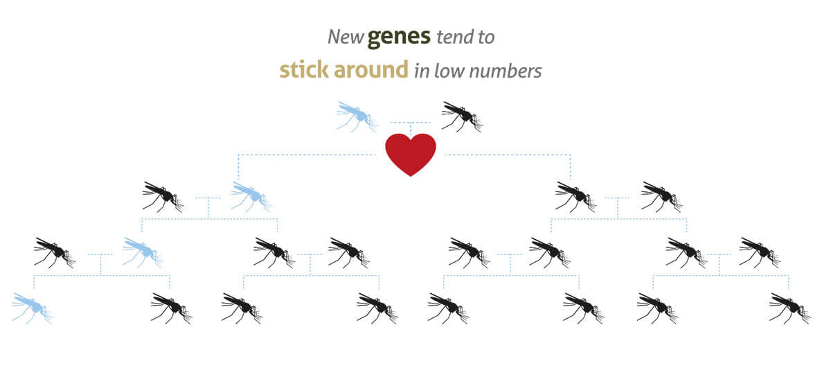 Gene-Drive_infographic-banners-05