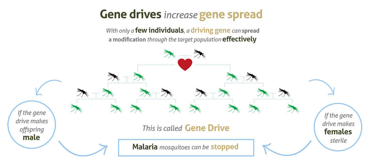 Gene-Drive_infographic-banners-06
