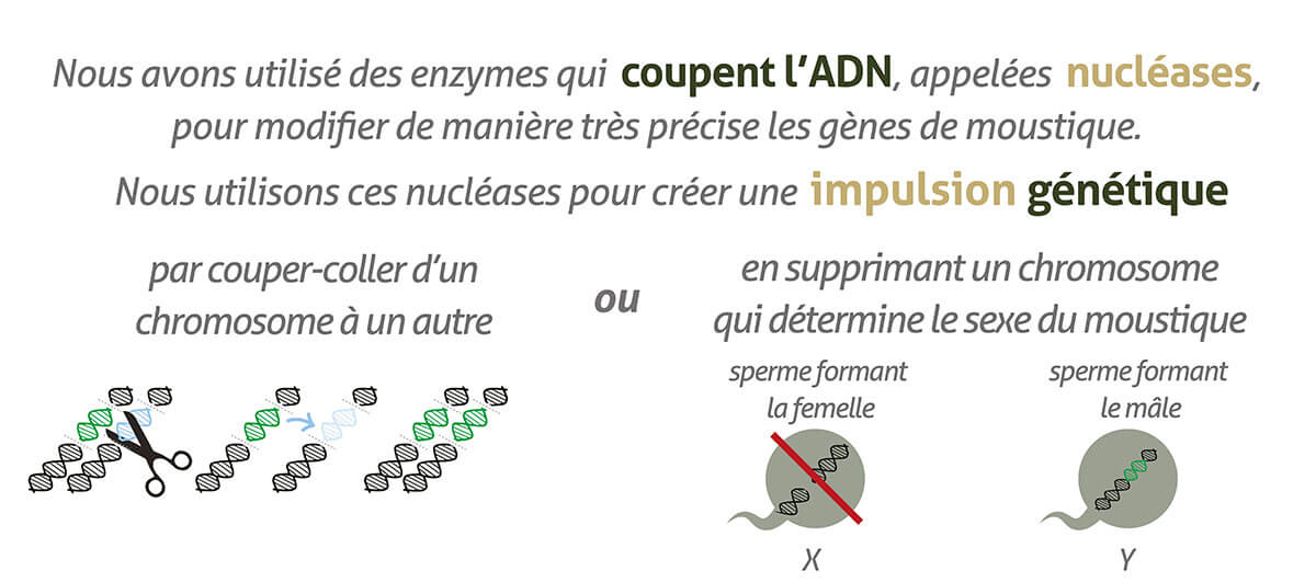 Gene-Drive_infographic-banners_website_FR-02