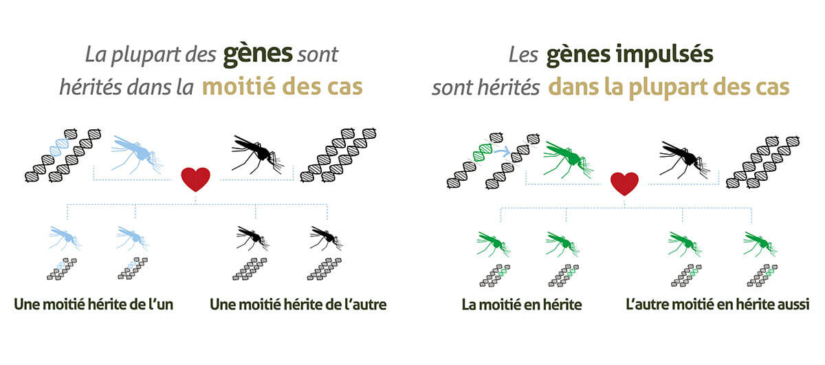 Gene-Drive_infographic-banners_website_FR-04