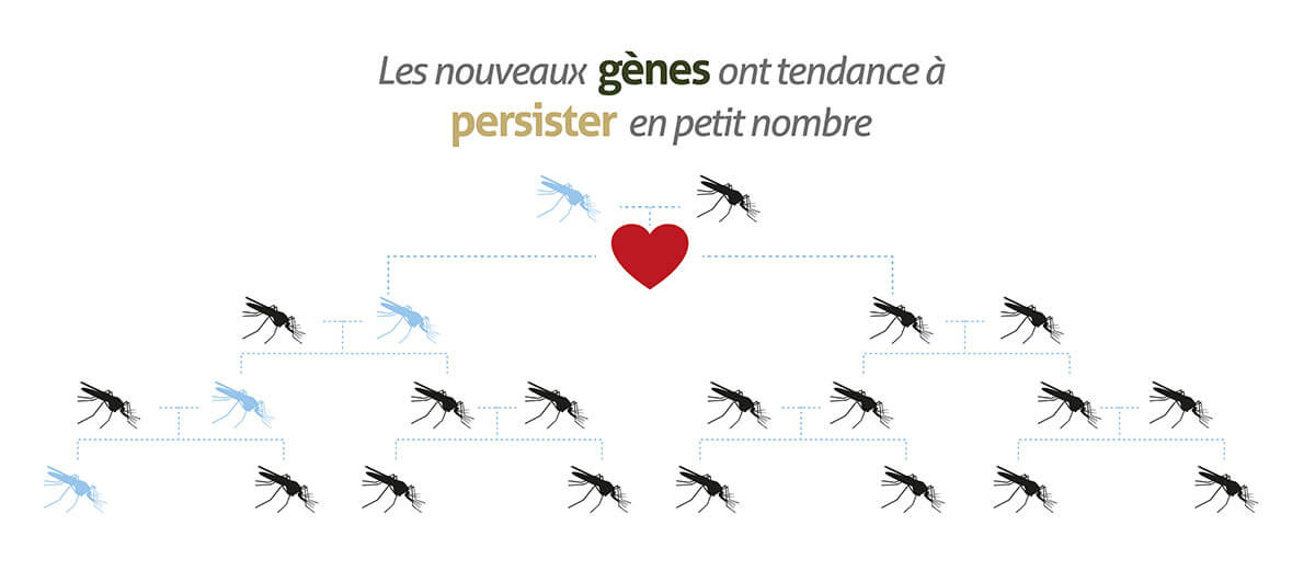 Gene-Drive_infographic-banners_website_FR-05