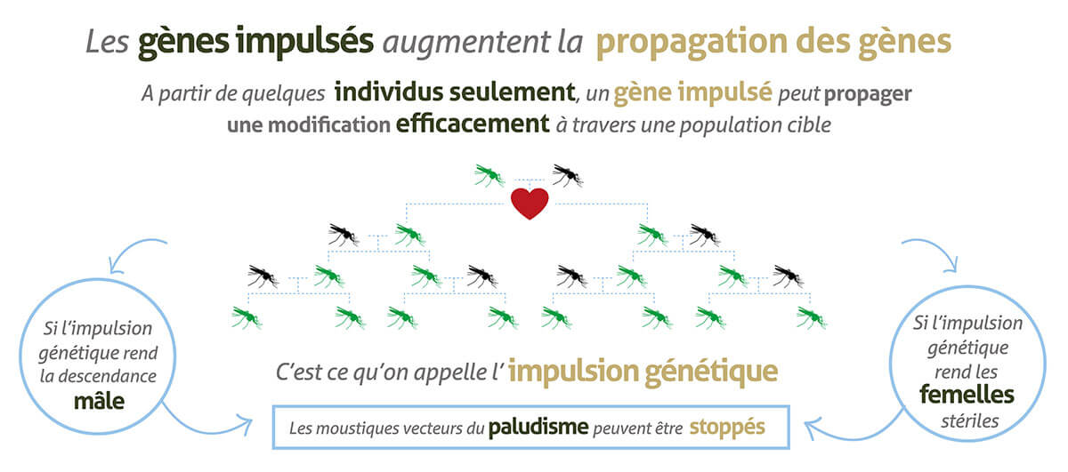 Gene-Drive_infographic-banners_website_FR-06