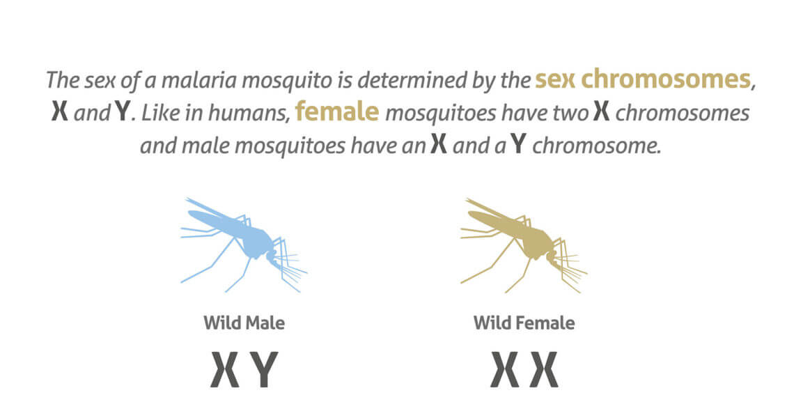 infographic_SterileMale_TargetMalaria_FINAL-02-1