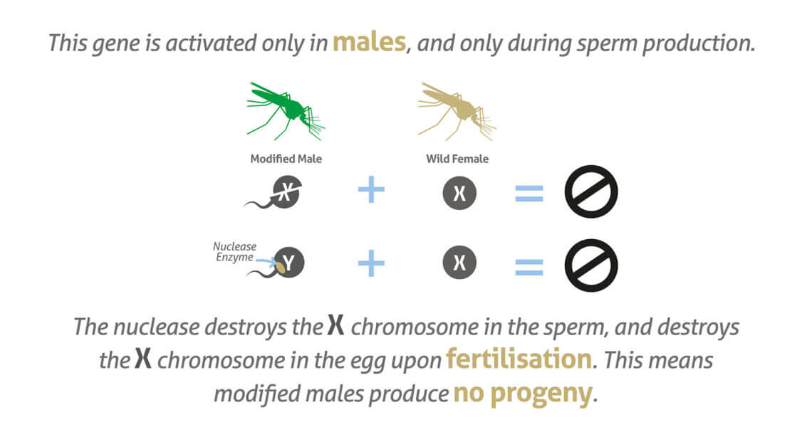 infographic_SterileMale_TargetMalaria_FINAL-06-1