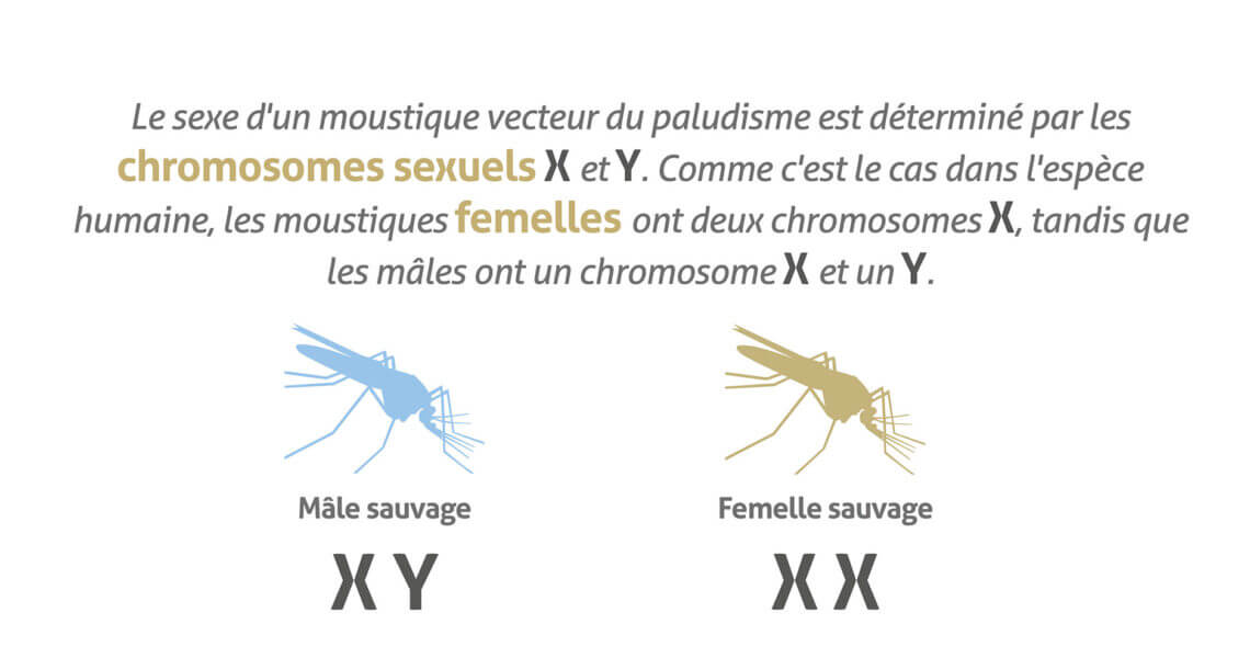 infographic_SterileMale_TargetMalaria_FINAL_FR-02