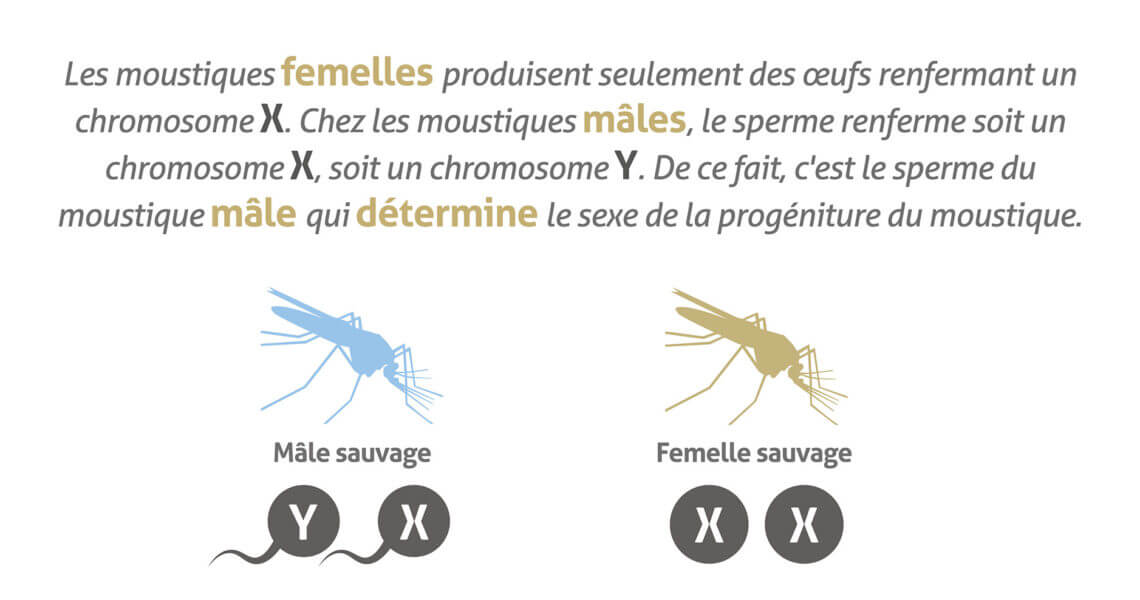 infographic_SterileMale_TargetMalaria_FINAL_FR-03