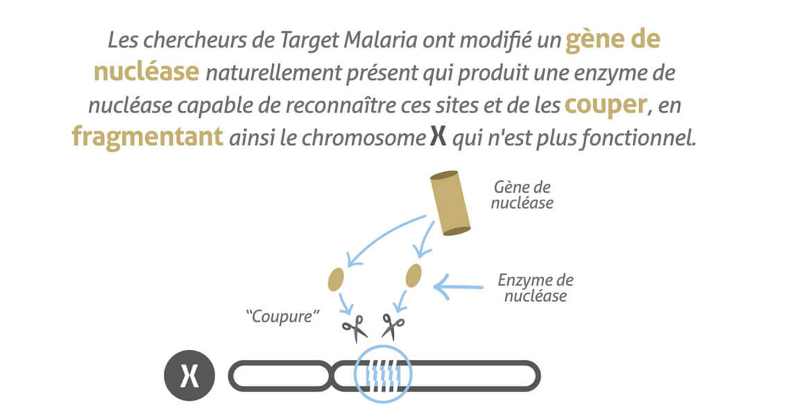 infographic_SterileMale_TargetMalaria_FINAL_FR-05