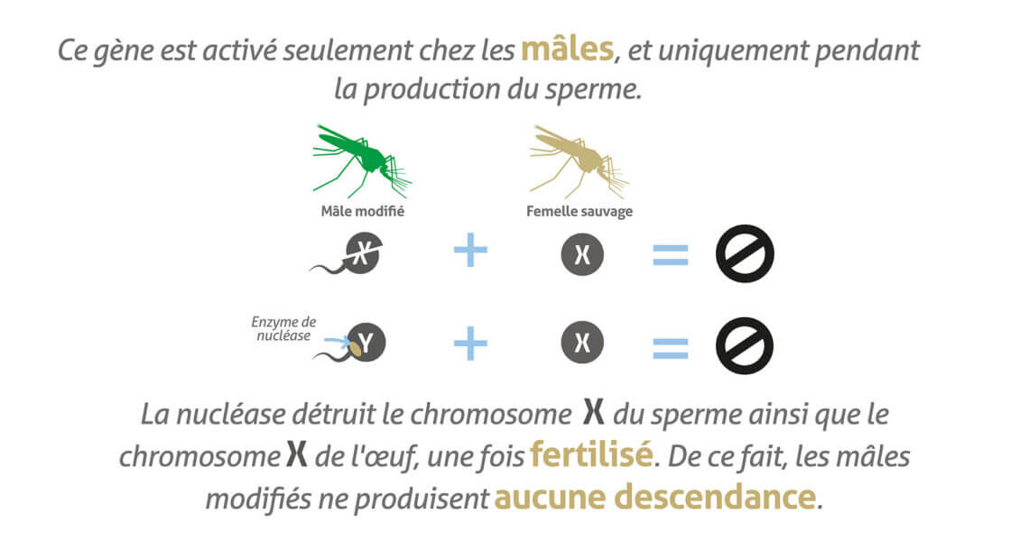infographic_SterileMale_TargetMalaria_FINAL_FR-06