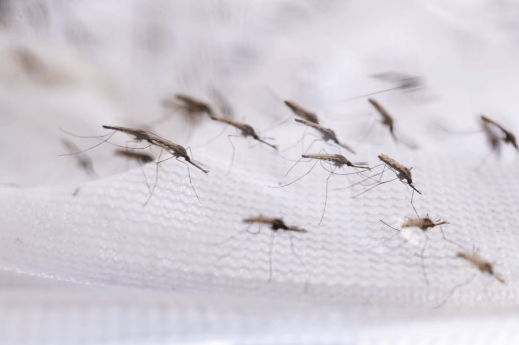 A photo of mosquitos sitting on the white fabrix of a cage or net