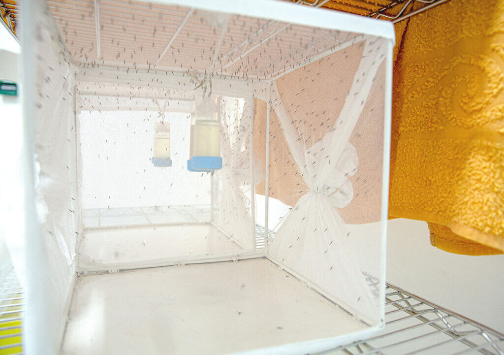 Rearing cages with mosquitoes in Target Malaria Uganda insectary