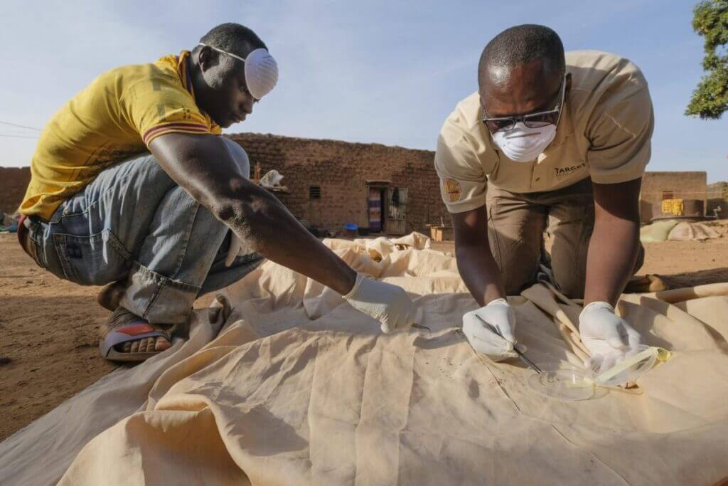 Field entomologists kneel over a cloth, collecting mosquitos that have fallen onto it