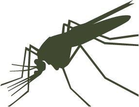 Green illustration of a mosquito