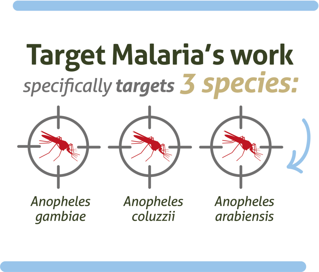 Target Malaria's work specifically targets 3 species: anopheles gambiae, anopheles coluzzii and anopheles arabiensis
