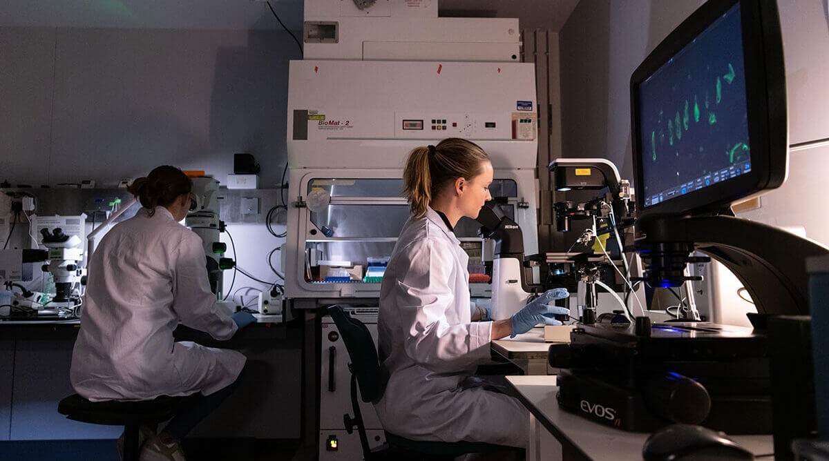 Two scientists don white lab coats as they sit at adjacent desks in a laboratory and look into microscopes.
