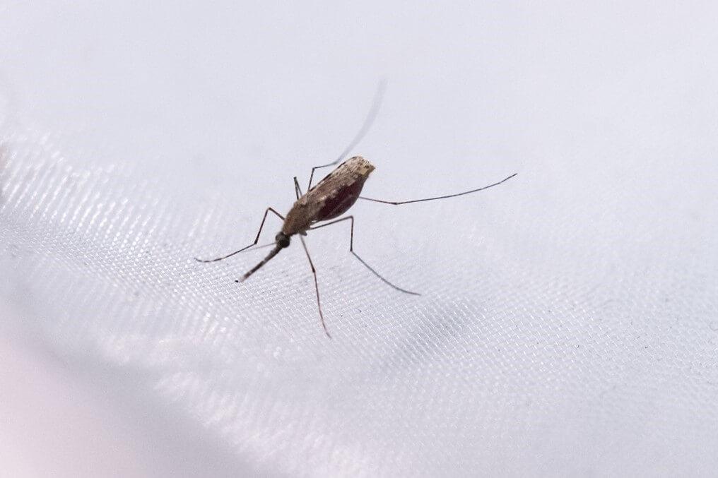 A mosqito rests on a white fabric surface