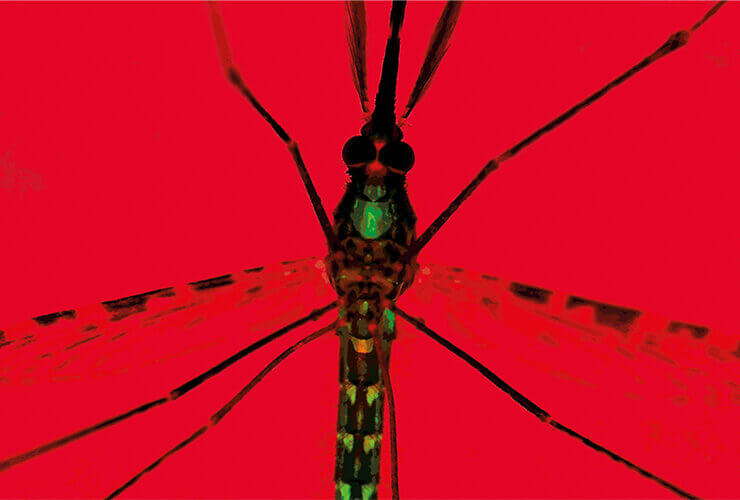 Photo of an adult mosquito with red background