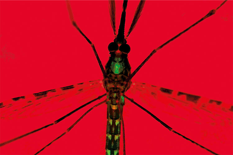 Photo of an adult mosquito with red background