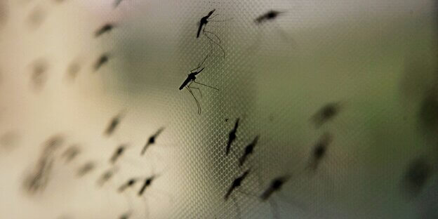 Around 30 anopheles gambiae mosquitos, a vector for the malaria parasite, hang on a net at the International Centre for Insect Physiology and Ecology (ICIPE) insect research facility in Nairobi, Kenya.