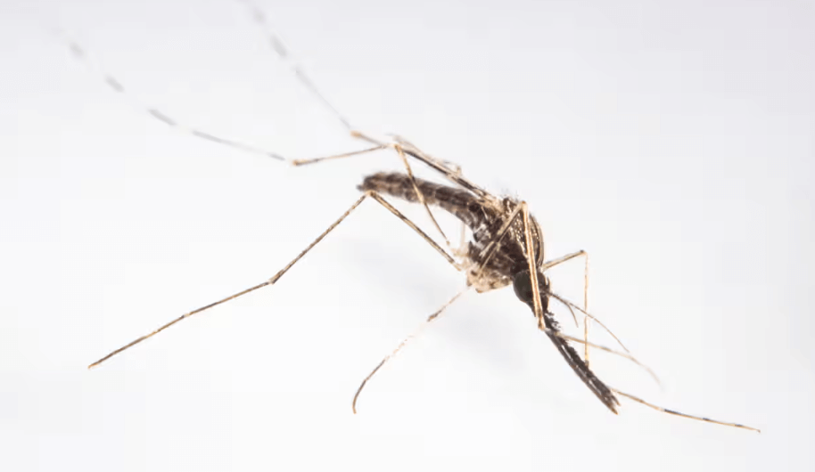 Photo of a mosquito against a white background