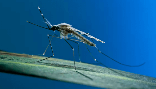 Mosquito standing on a leaf, in front of a deep blue landscape