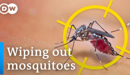 DW Headline Titled 'Wiping out mosquitos'