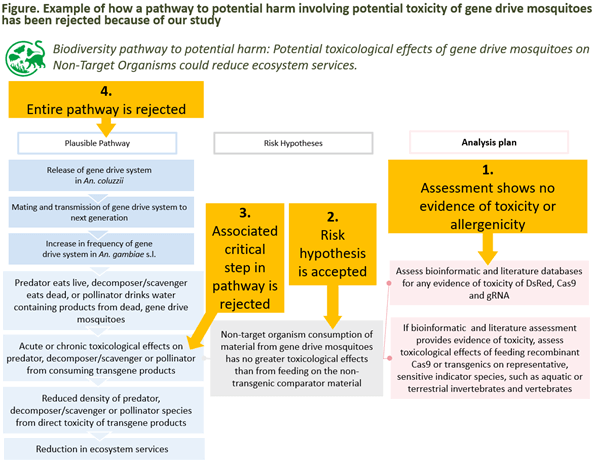 Figure: example of how a pathway to potential harm involving potential toxicity of gene drive mosquitoes has been rejeted because of our study