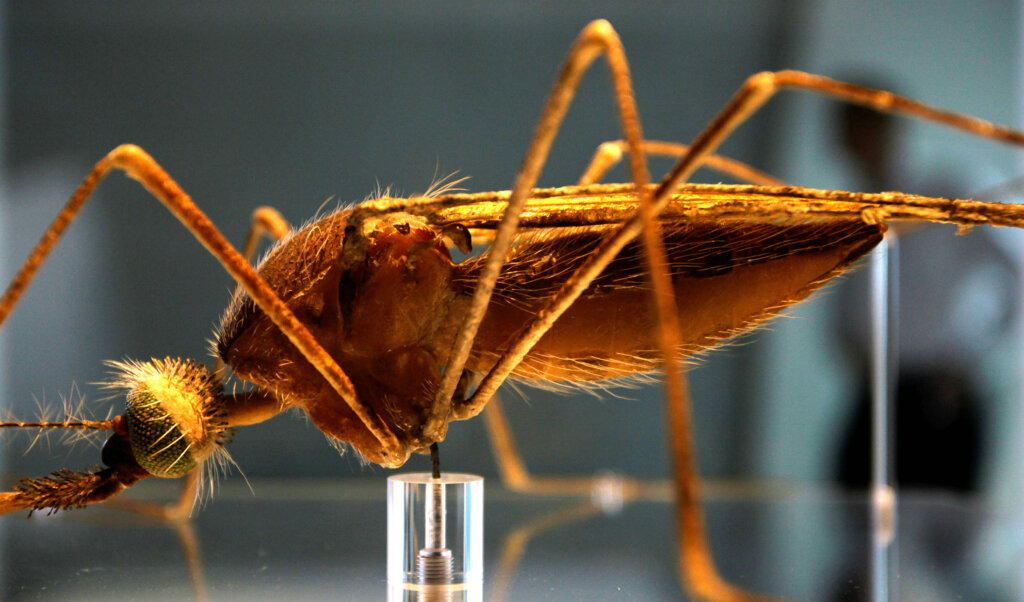 Close up photo of a mosquito