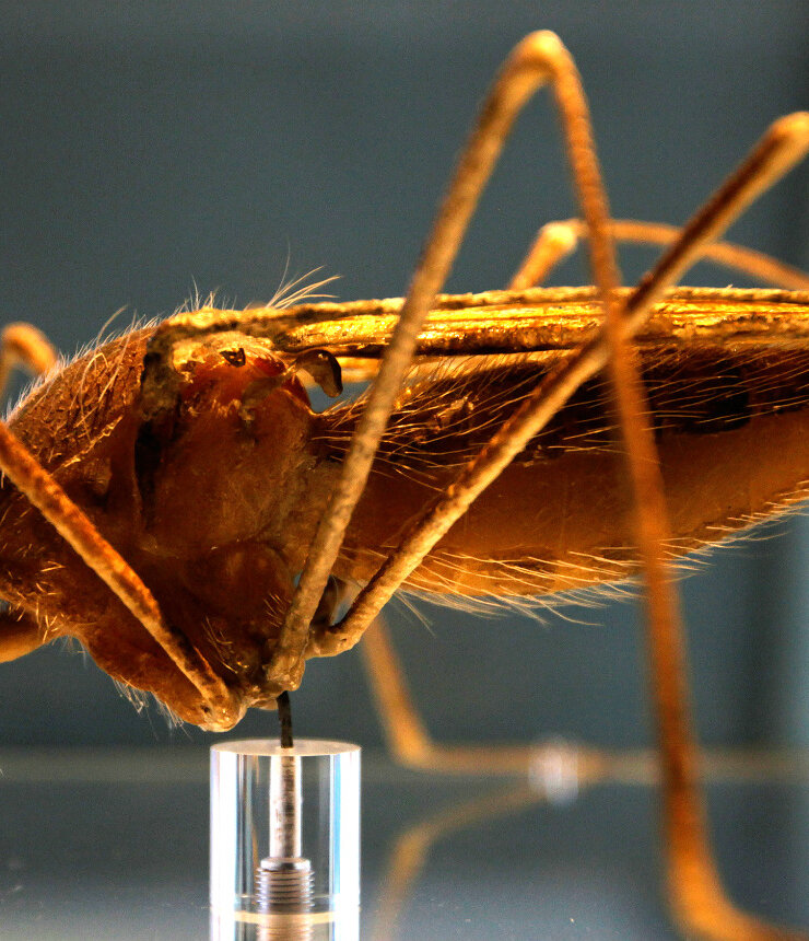 Close up photo of a mosquito