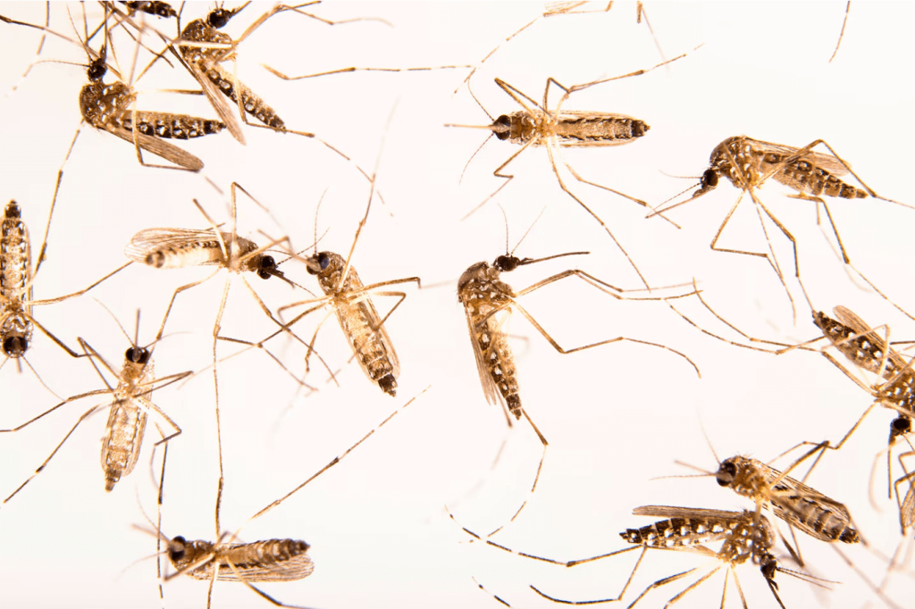 A scan of mosquitos under a microscope