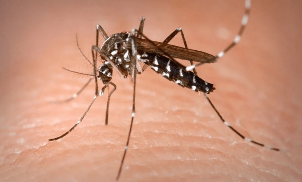 An aedes msoquito