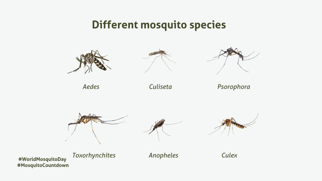 Graphic showing different mosquito genuses including aedes, culiseta, psorophora, toxorhynchites, anopheles nnd culex