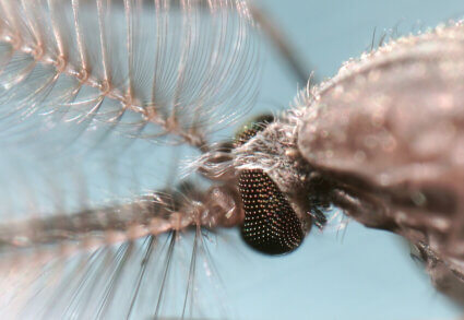 Close up image of a mosquito