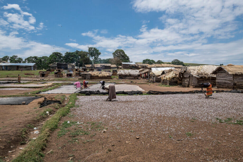 Women drying fish on Nsadzi Island, Uganda.
