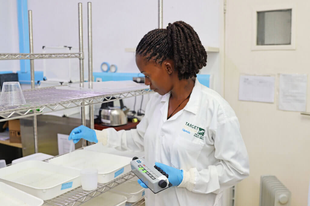 Staff picking pupae to individual cups while counting them with tally counter