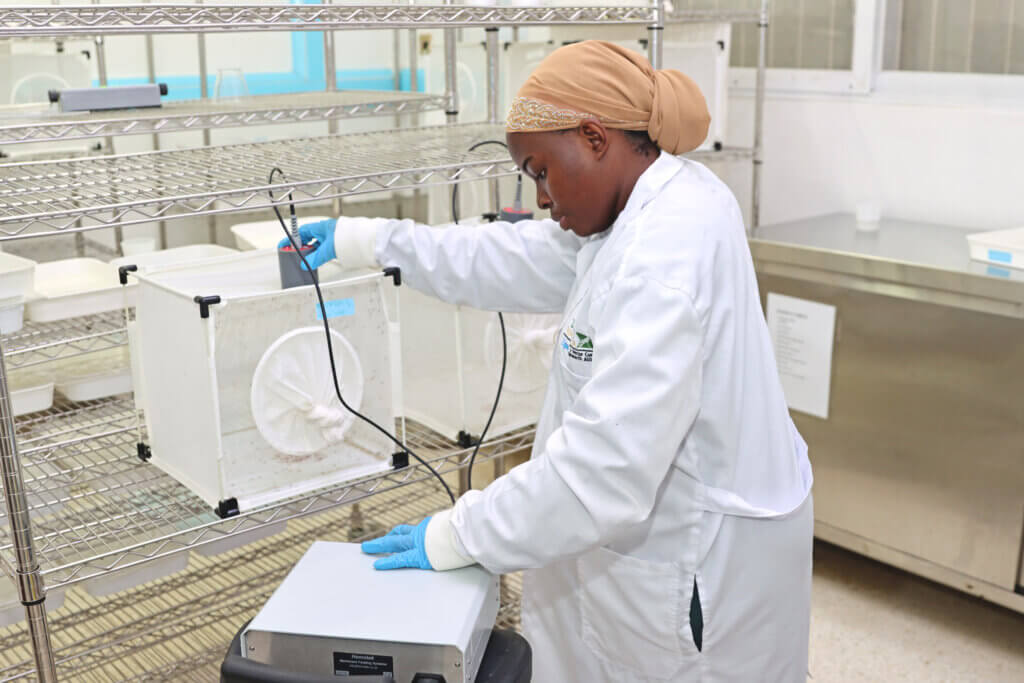 Staff blood feeding mosquitos with membrane feeder